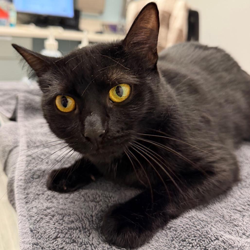 Onyx, Adoptable, Adult Female Domestic Short Hair.