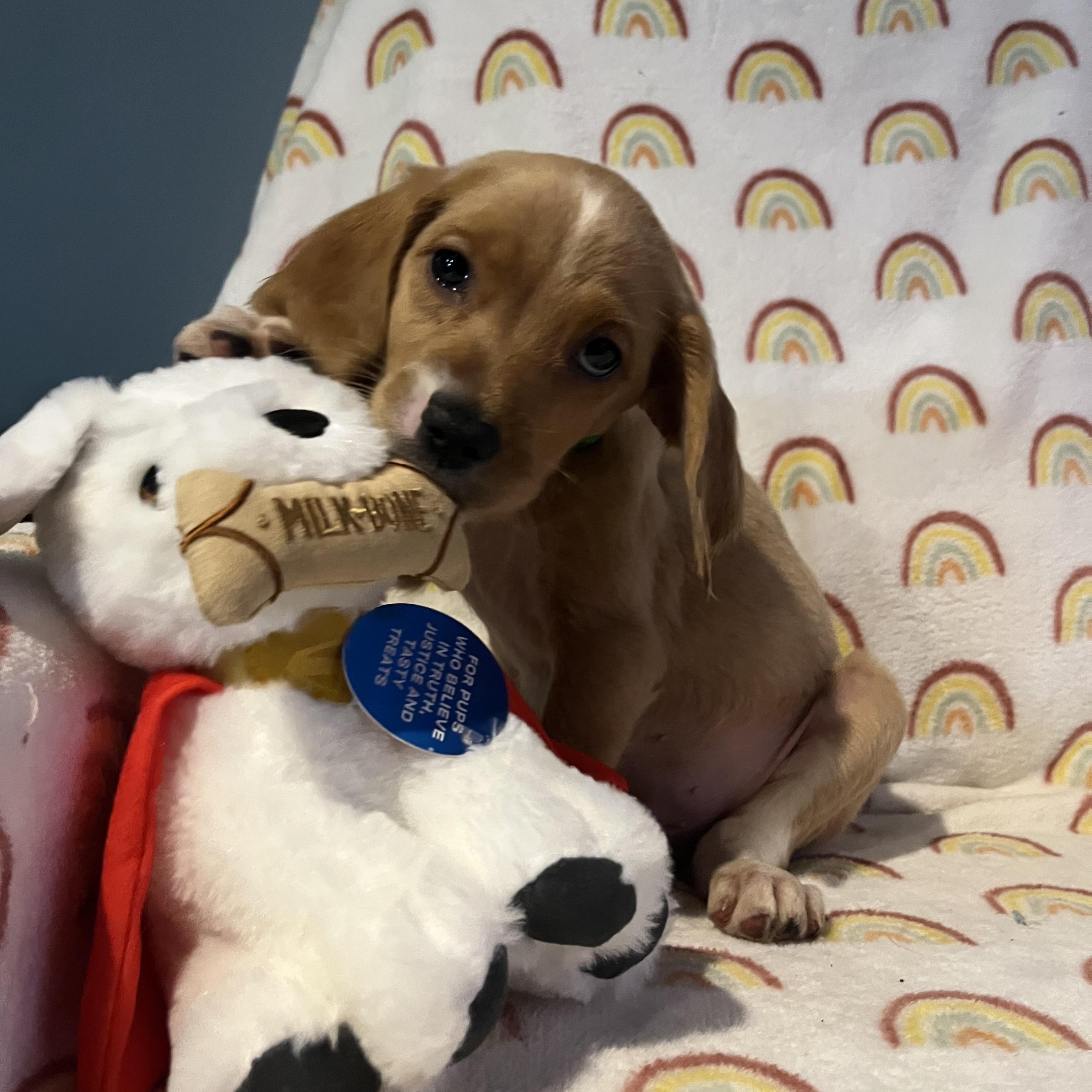 Dublin, ADOPTABLE, Young Male Golden Retriever & Beagle.