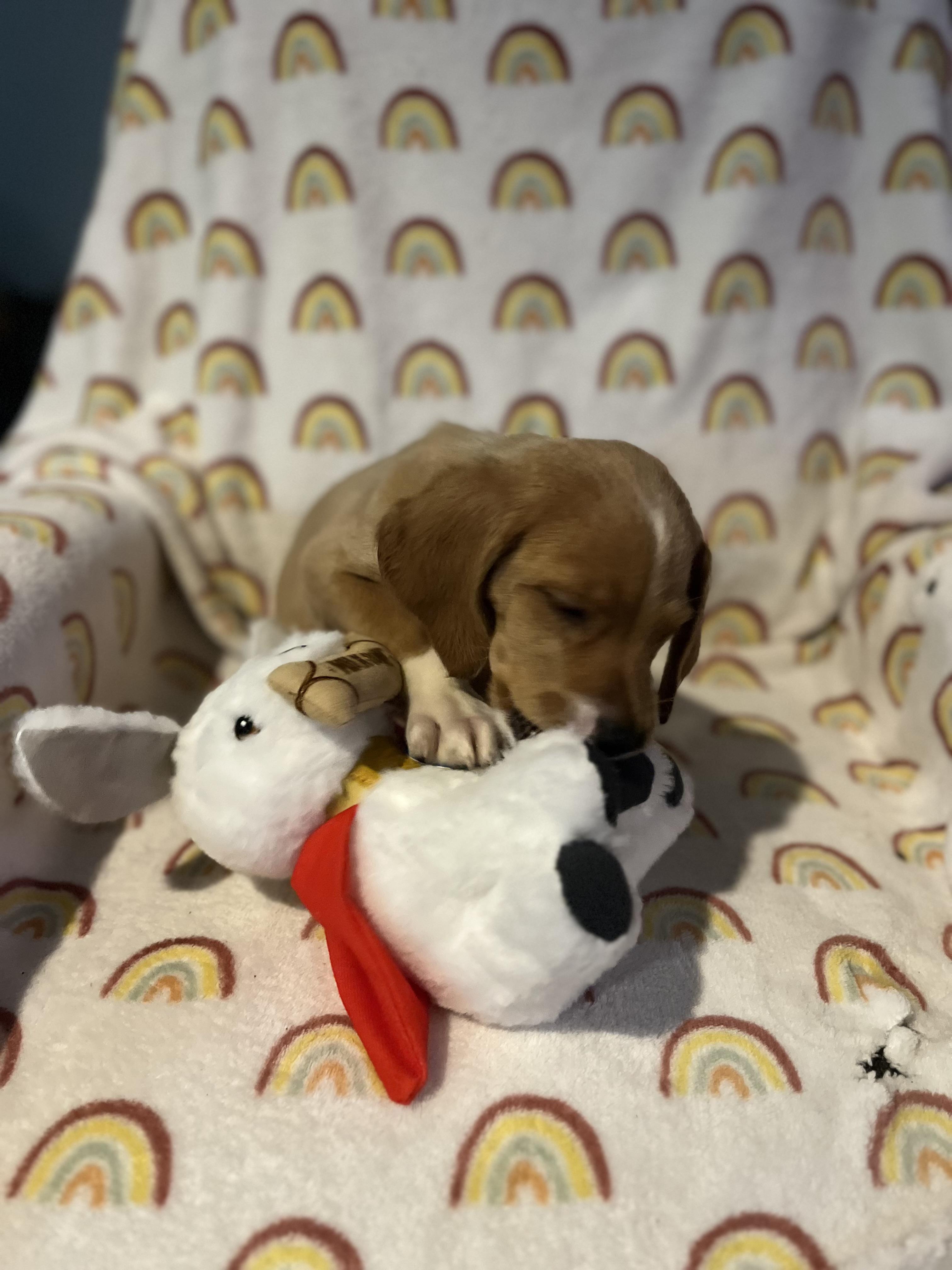 Enlarge Dublin, a ADOPTABLE mixed breed in Byron, IL image 6/6