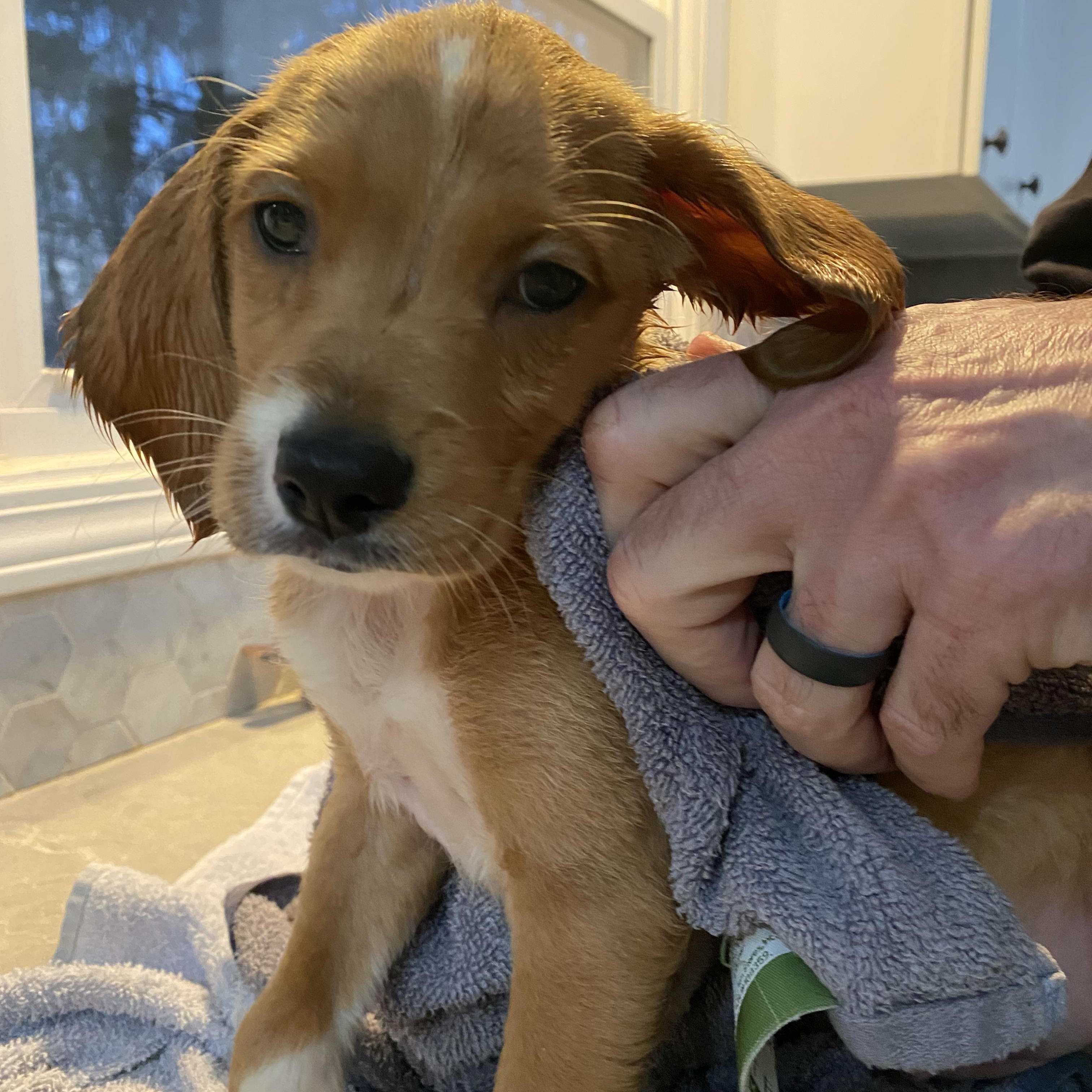 Enlarge Dublin, a ADOPTABLE mixed breed in Byron, IL image 4/6