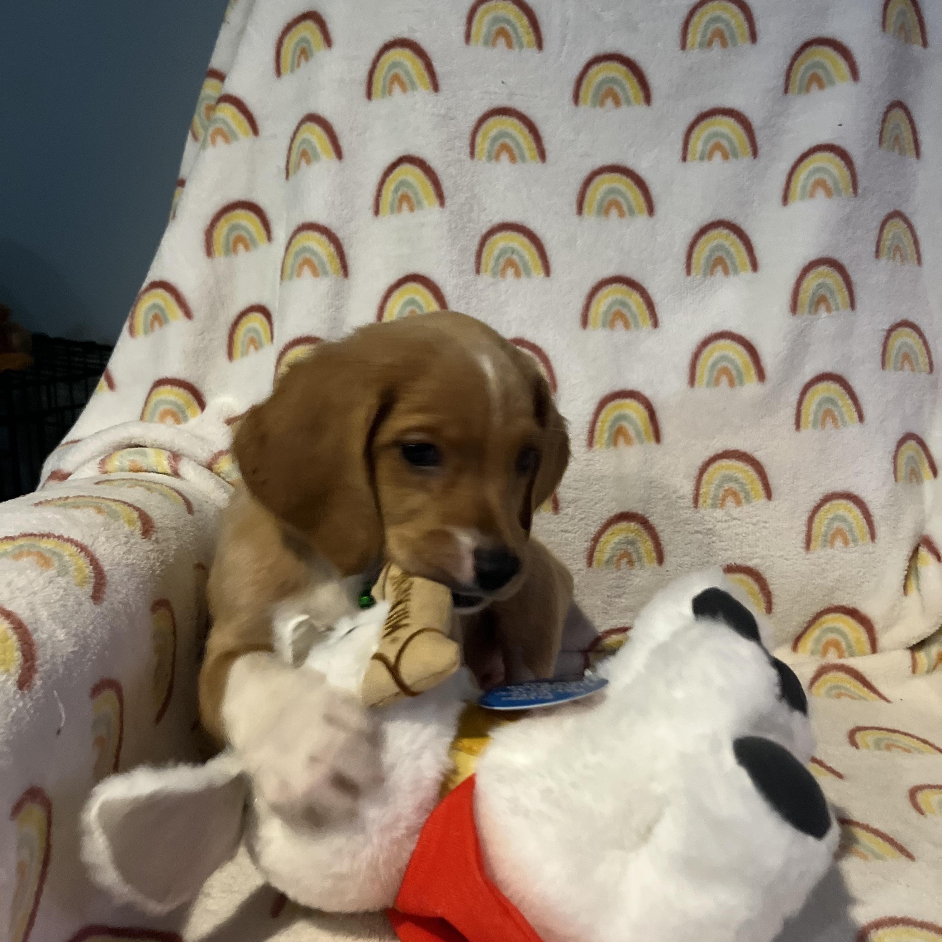 Enlarge Dublin, a ADOPTABLE mixed breed in Byron, IL image 5/6