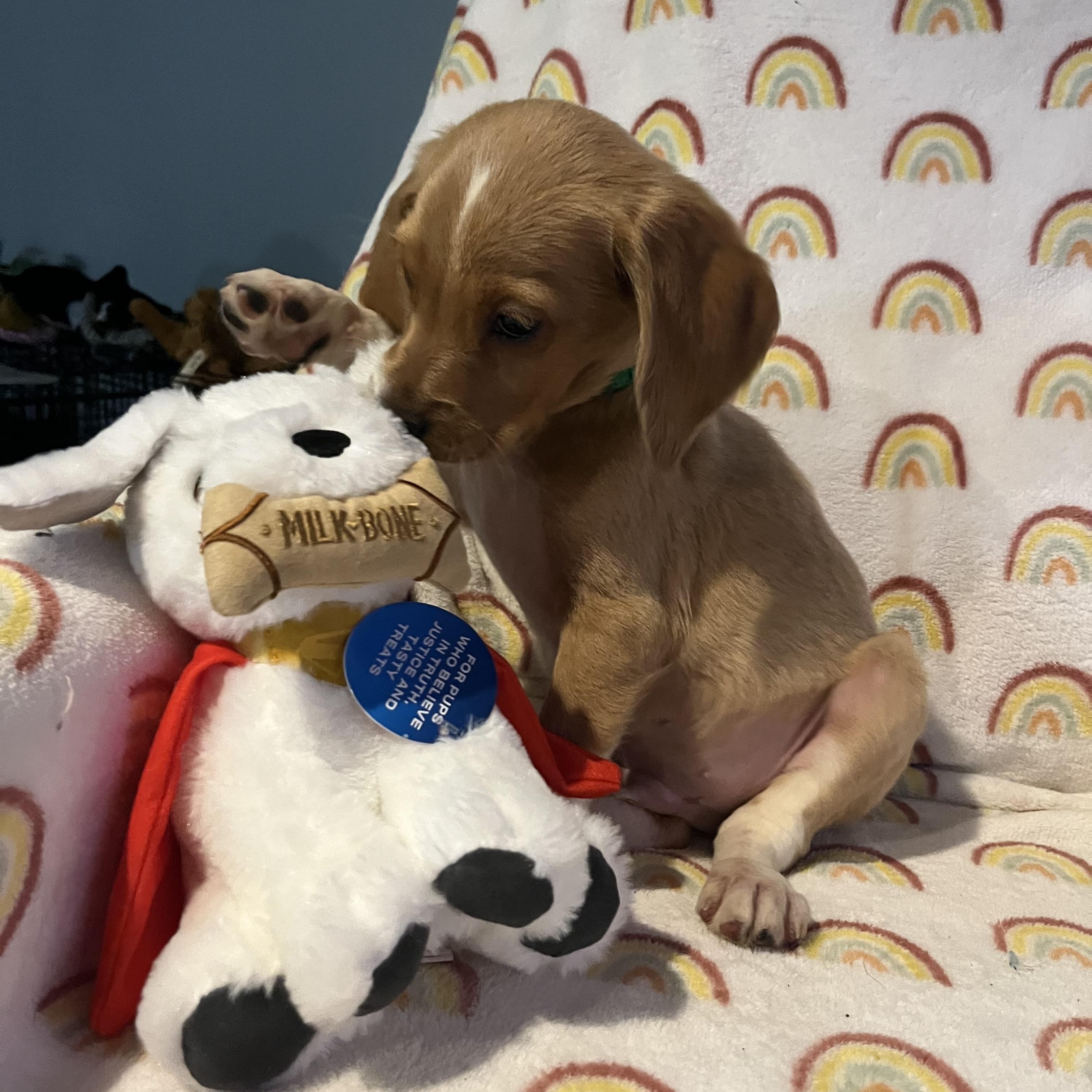 Enlarge Dublin, a ADOPTABLE mixed breed in Byron, IL image 2/6