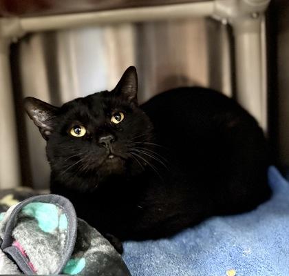 Enlarge Bruster, a ADOPTABLE Domestic Short Hair in Bishop, GA image 1/1