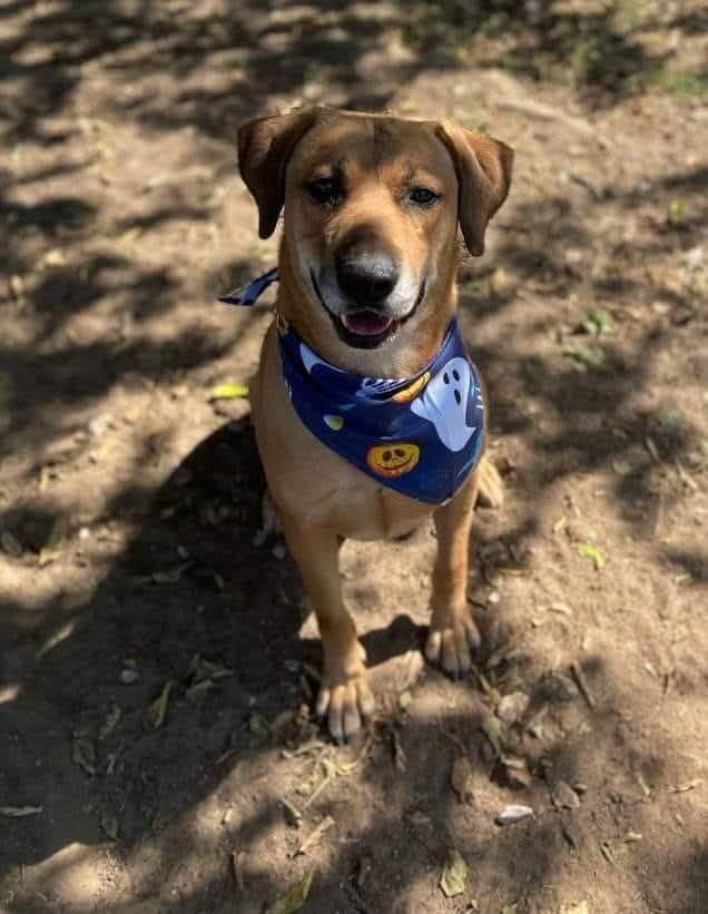 Enlarge Roscoe, a Adoptable Mixed Breed in Denison, TX image 1/2