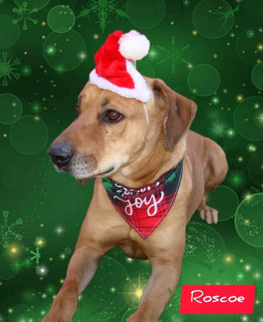 Enlarge Roscoe, a Adoptable Mixed Breed in Denison, TX image 2/2