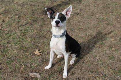 Enlarge Crabcake, a Adoptable mixed breed in Kansas City, MO image 1/3