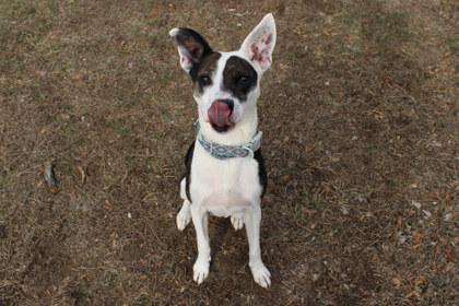Enlarge Crabcake, a Adoptable mixed breed in Kansas City, MO image 2/3