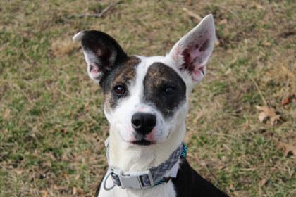 Enlarge Crabcake, a Adoptable mixed breed in Kansas City, MO image 3/3
