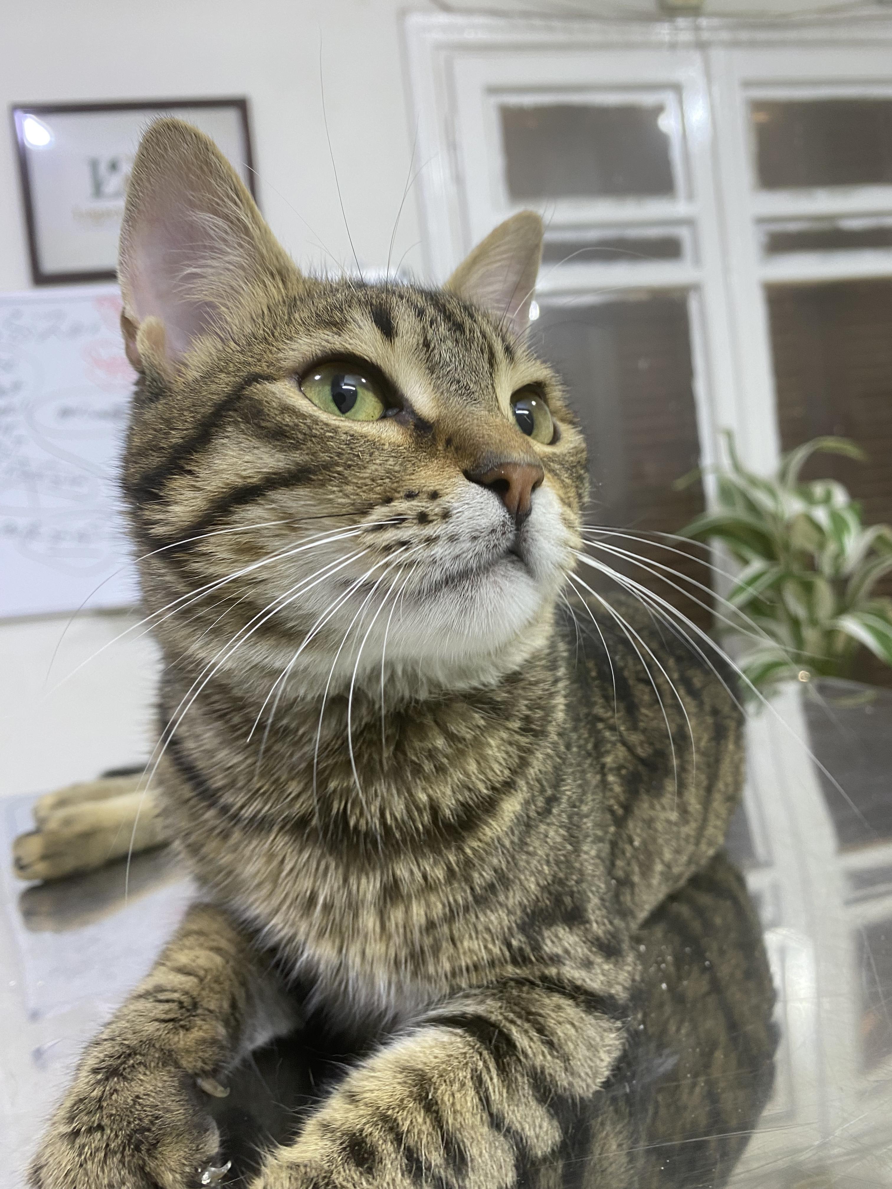 Mesho - A Sweet and Gentle Kitten, a ADOPTABLE mixed breed in North York, ON image 2/6