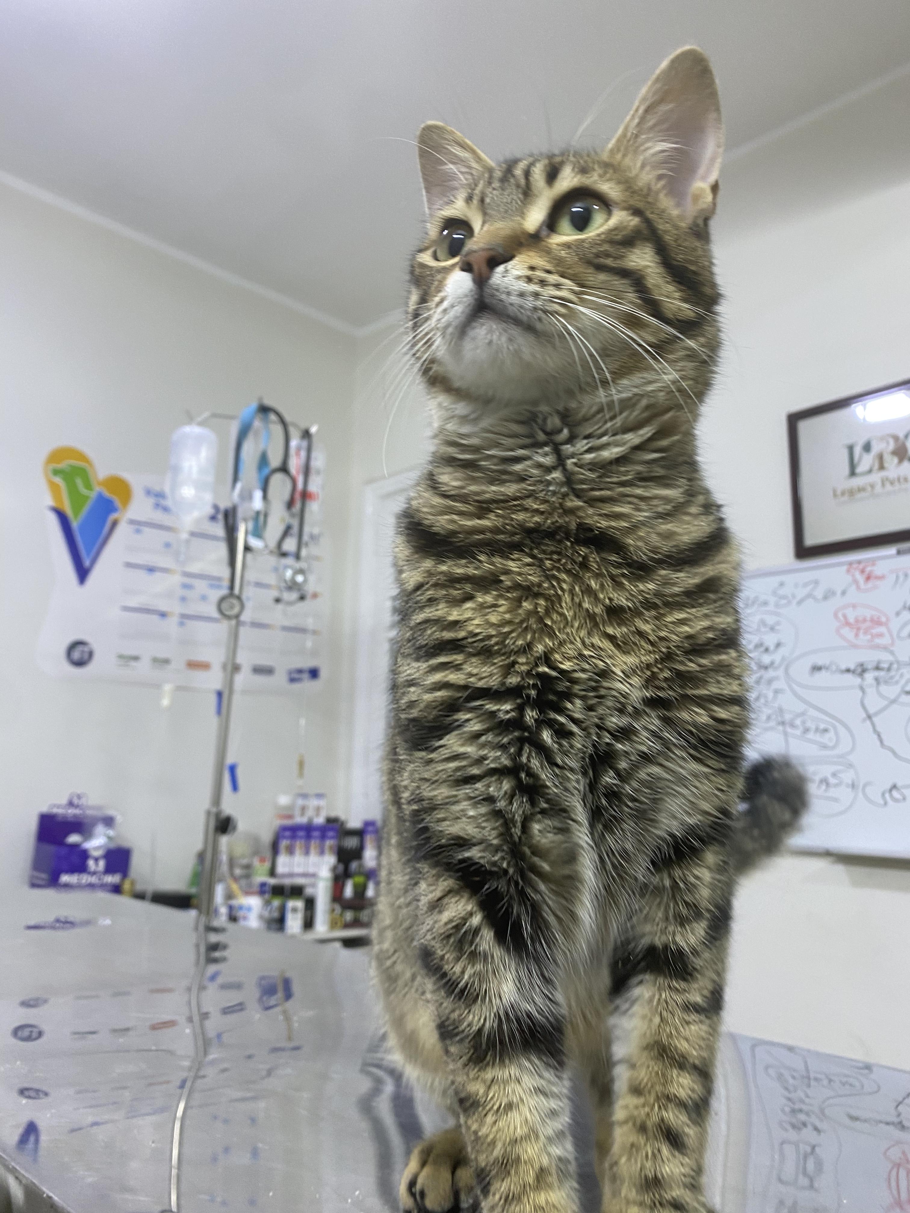 Mesho - A Sweet and Gentle Kitten, a ADOPTABLE mixed breed in North York, ON image 3/6