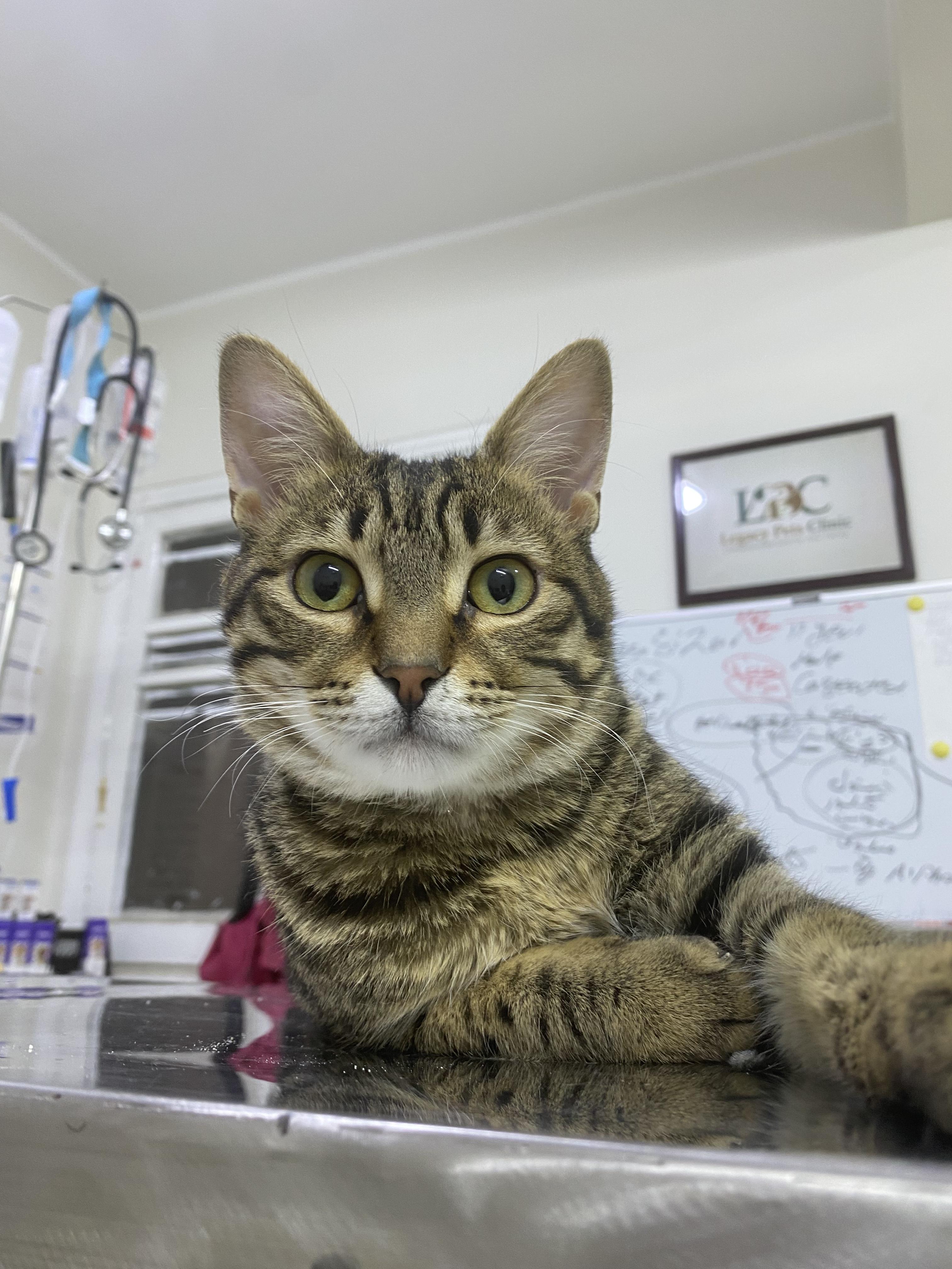 Mesho - A Sweet and Gentle Kitten, a ADOPTABLE mixed breed in North York, ON image 1/6