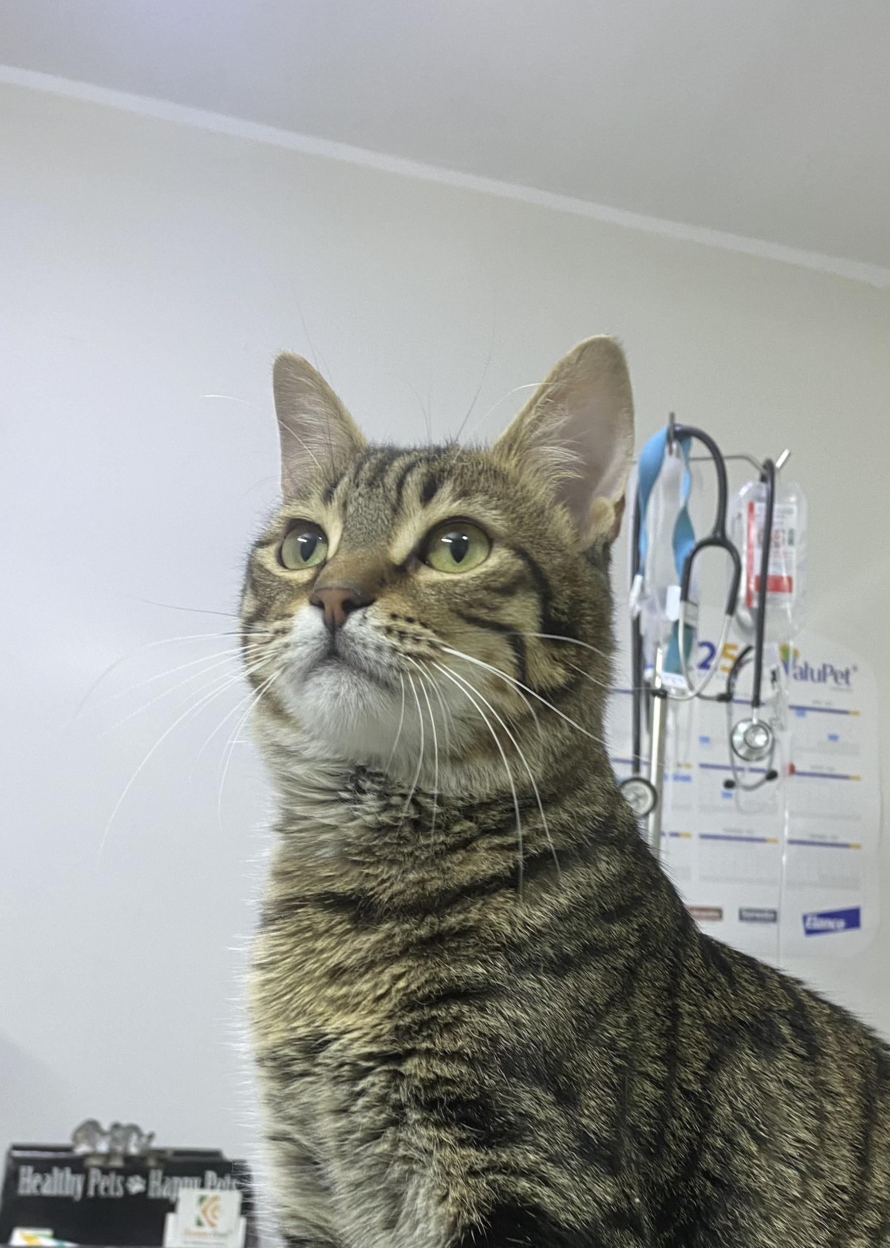 Mesho - A Sweet and Gentle Kitten, a ADOPTABLE mixed breed in North York, ON image 4/6