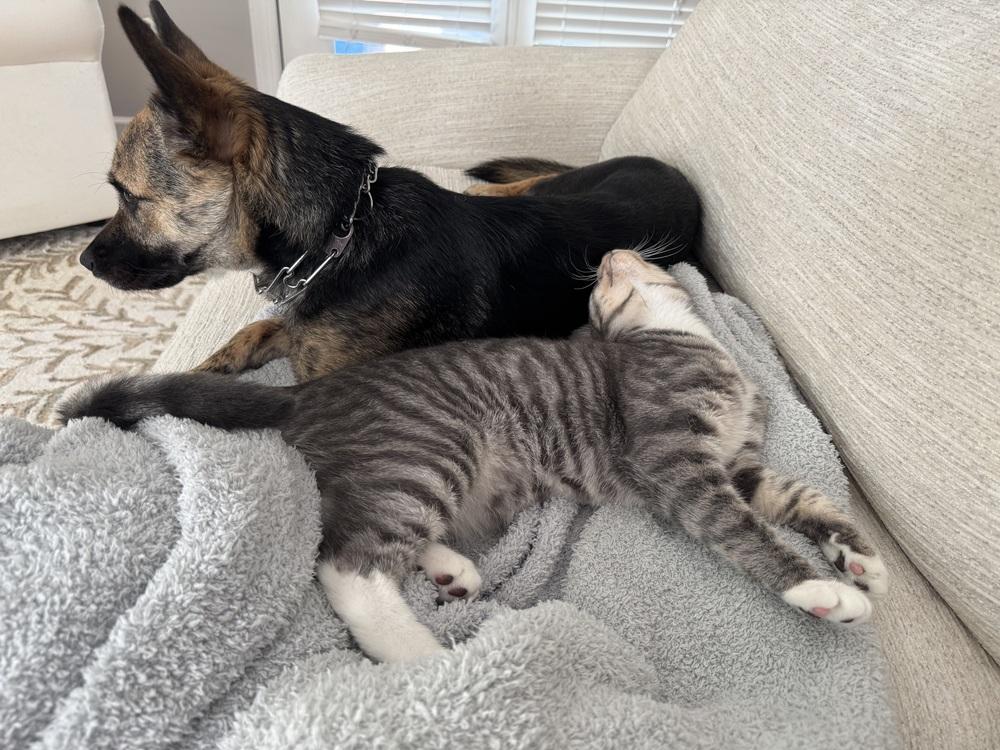 Pugsley, Adoptable, Kitten Male Domestic Medium Hair.