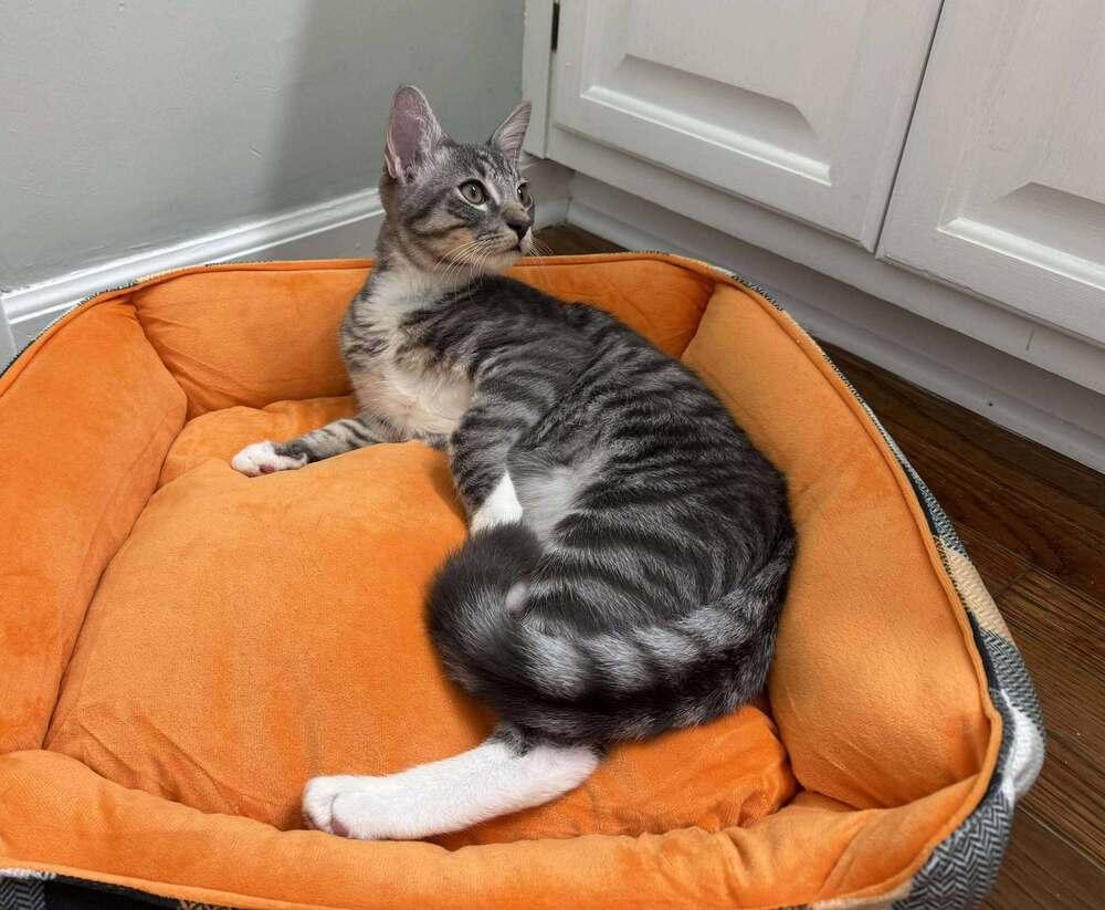 Pugsley, a Adoptable mixed breed in WARNER ROBINS, GA image 2/6