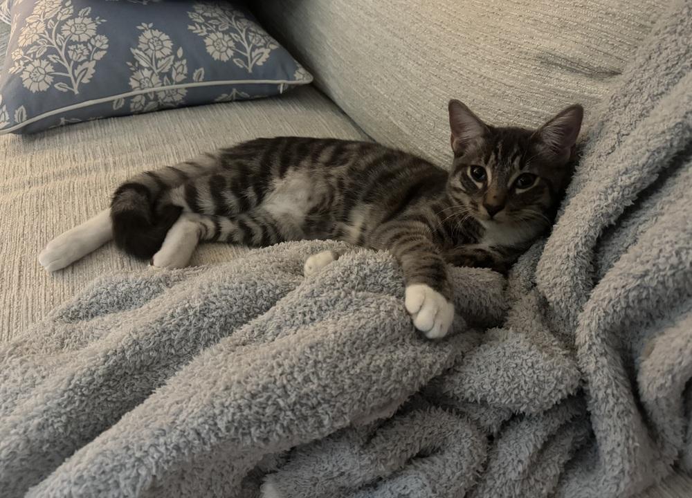 Pugsley, a Adoptable mixed breed in WARNER ROBINS, GA image 3/6