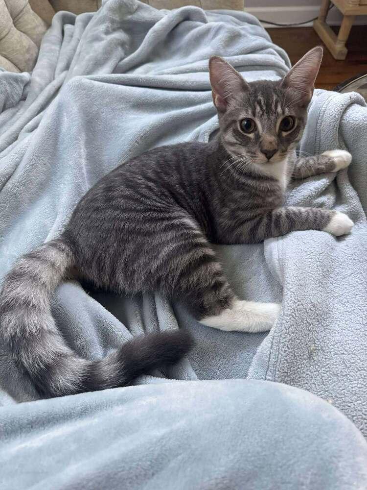 Pugsley, a Adoptable mixed breed in WARNER ROBINS, GA image 4/6