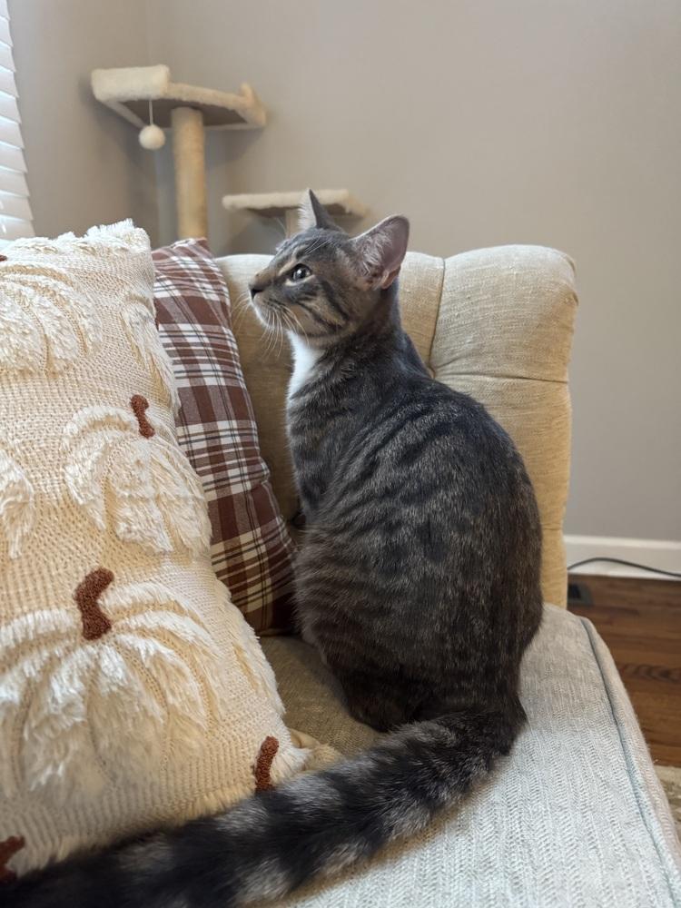 Pugsley, a Adoptable mixed breed in WARNER ROBINS, GA image 5/6