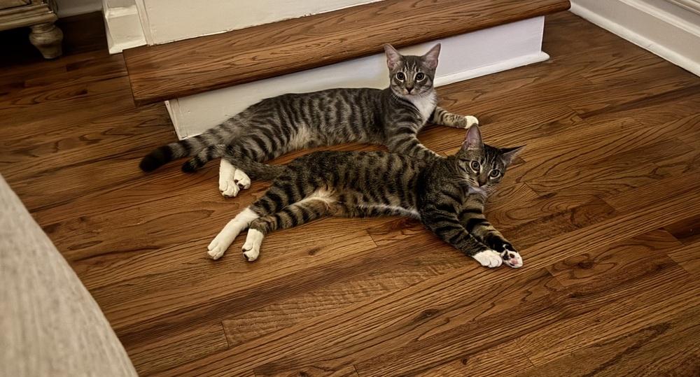 Pugsley, a Adoptable mixed breed in WARNER ROBINS, GA image 6/6