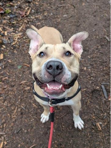 Citrine, Adoptable, Adult Female Pit Bull Terrier & Mixed Breed.