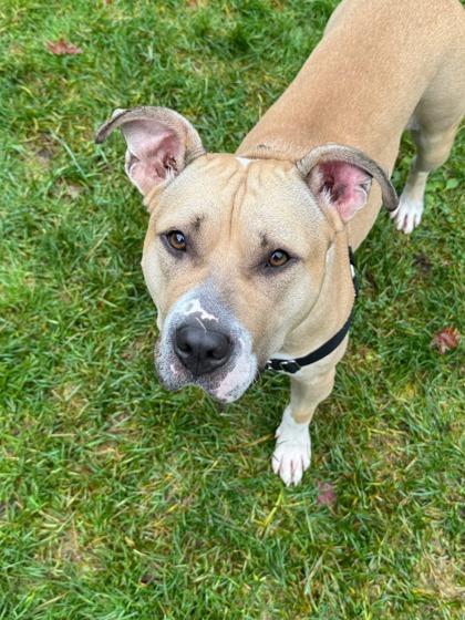 Citrine, Adoptable, Adult Female Pit Bull Terrier & Mixed Breed.