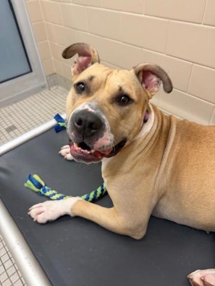 Enlarge Citrine, a Adoptable mixed breed in Bellevue, WA image 2/3