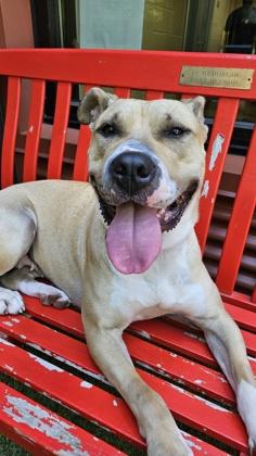 Enlarge Citrine, a Adoptable mixed breed in Bellevue, WA image 3/3