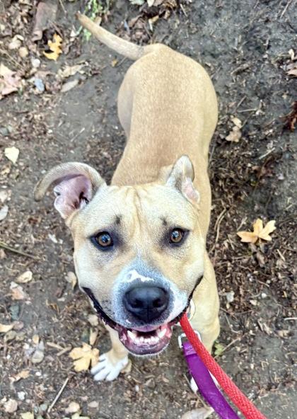 Enlarge Citrine, a Adoptable mixed breed in Bellevue, WA image 3/3