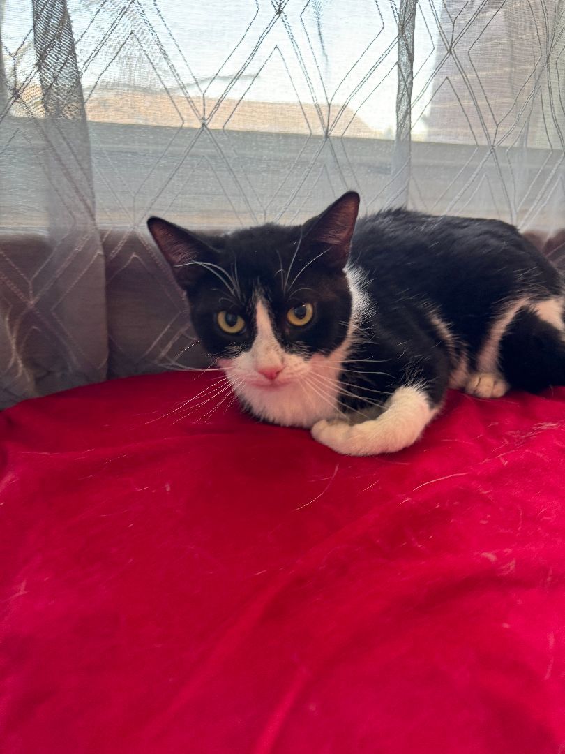 Enlarge Luna, a Adopted Tuxedo in Frederick, MD image 1/1