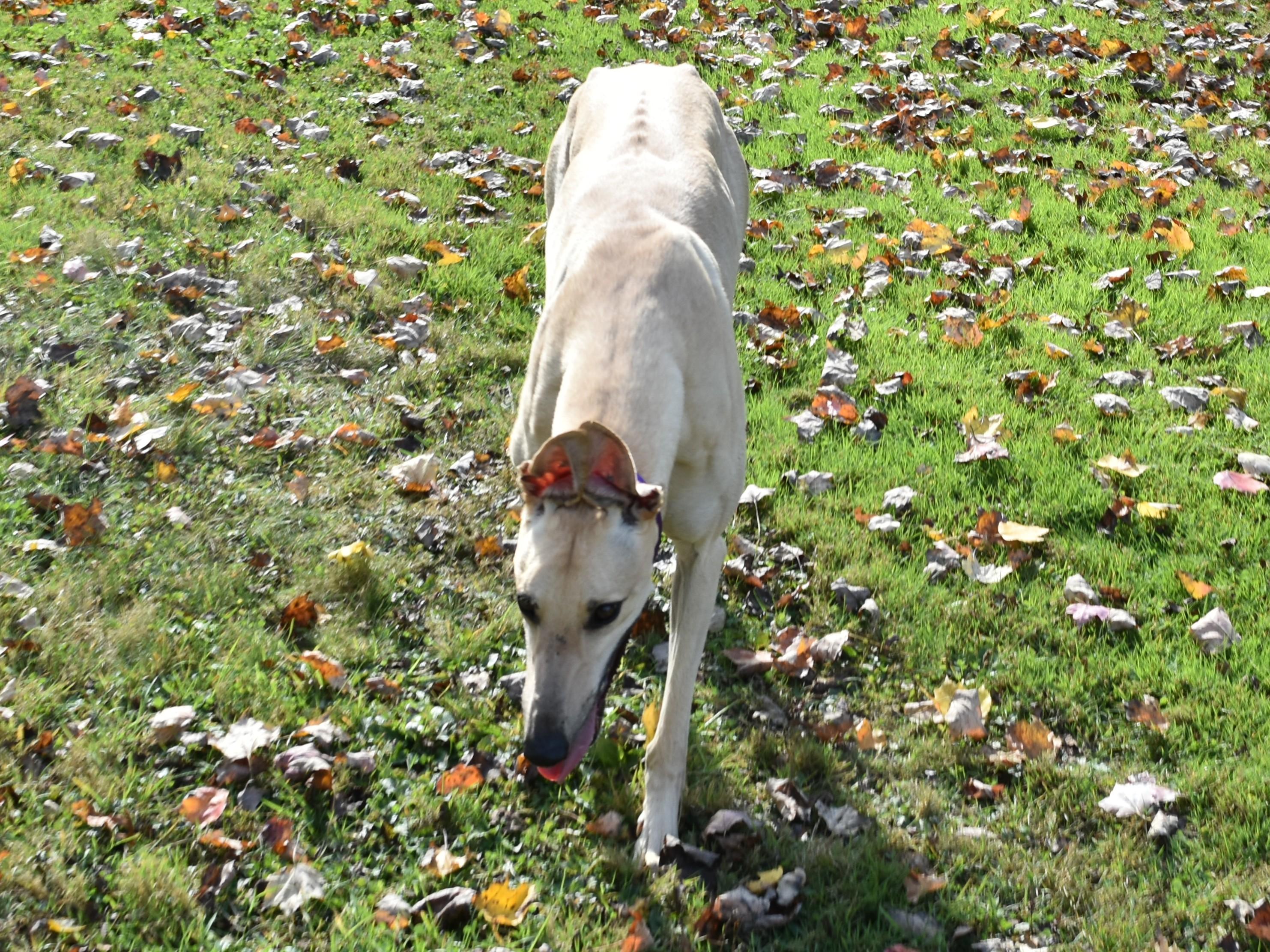 Anneken Gold "Anneken", adopted, Young Male Greyhound.