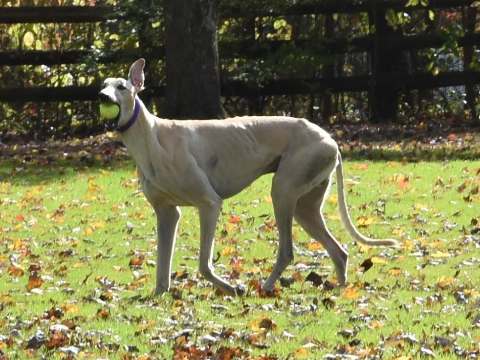 Anneken Gold "Anneken", an adopted Greyhound in Chagrin Falls, OH image 2/6