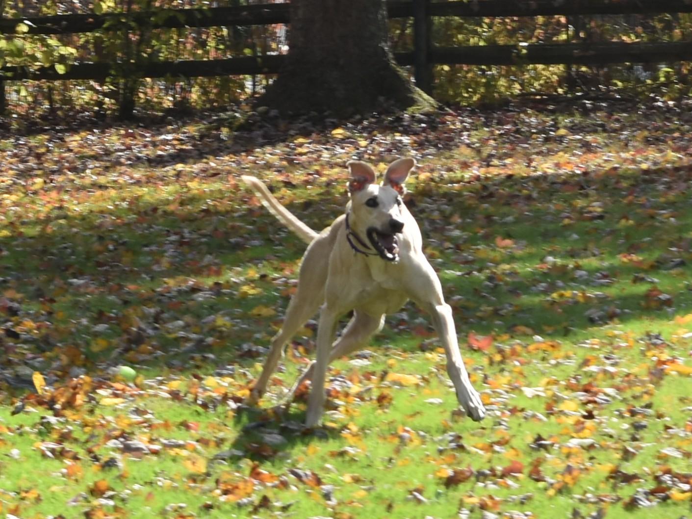 Anneken Gold "Anneken", an adopted Greyhound in Chagrin Falls, OH image 3/6