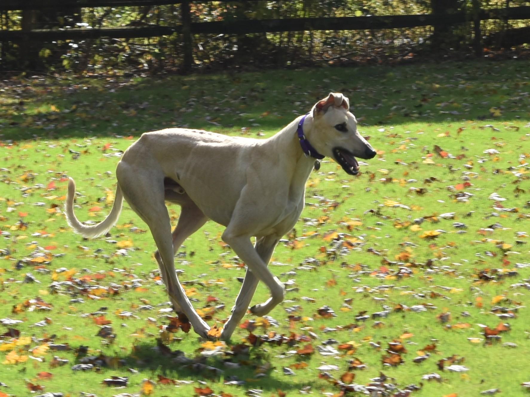 Anneken Gold "Anneken", an adopted Greyhound in Chagrin Falls, OH image 4/6