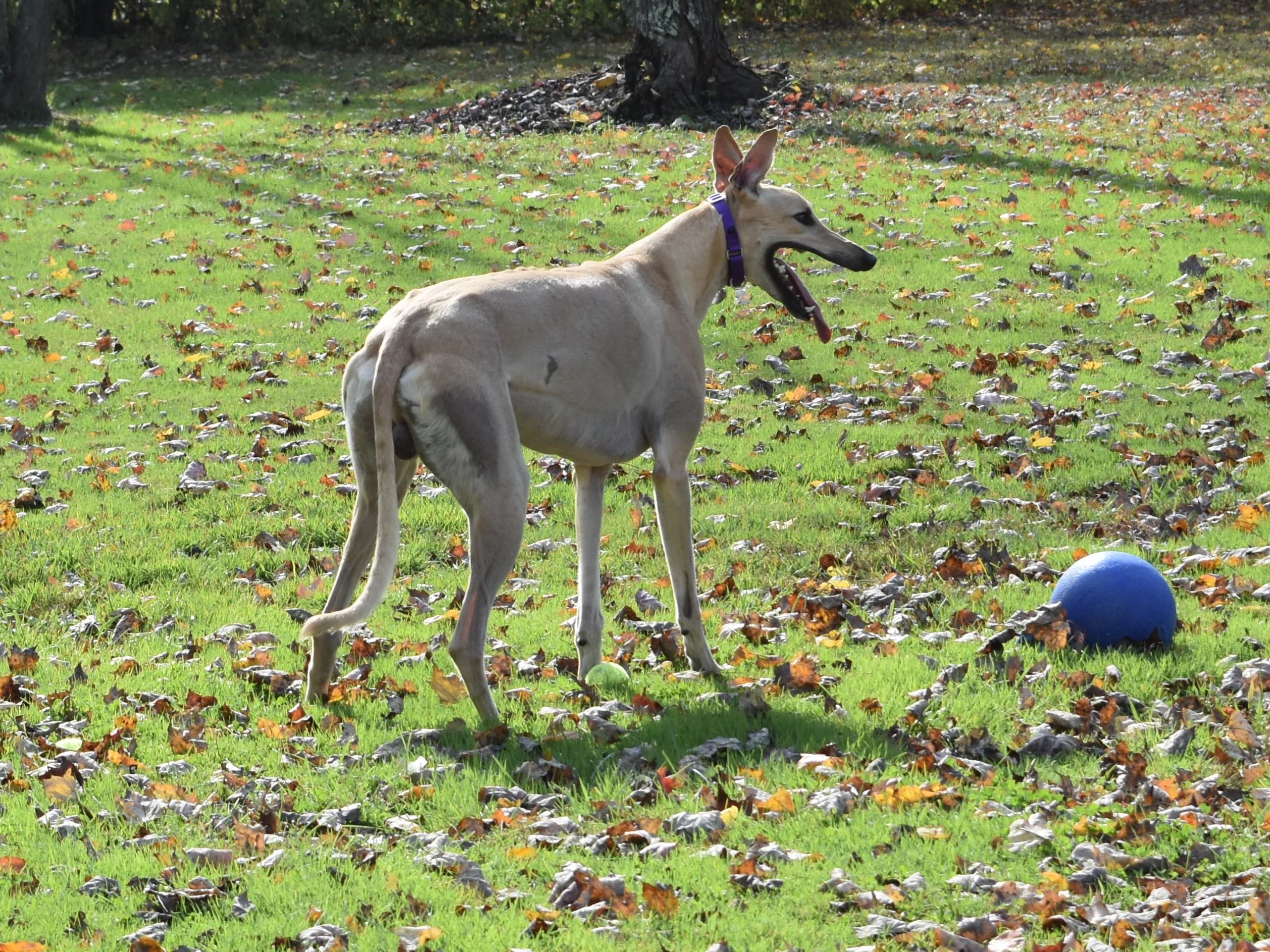 Anneken Gold "Anneken", adopted, Young Male Greyhound.