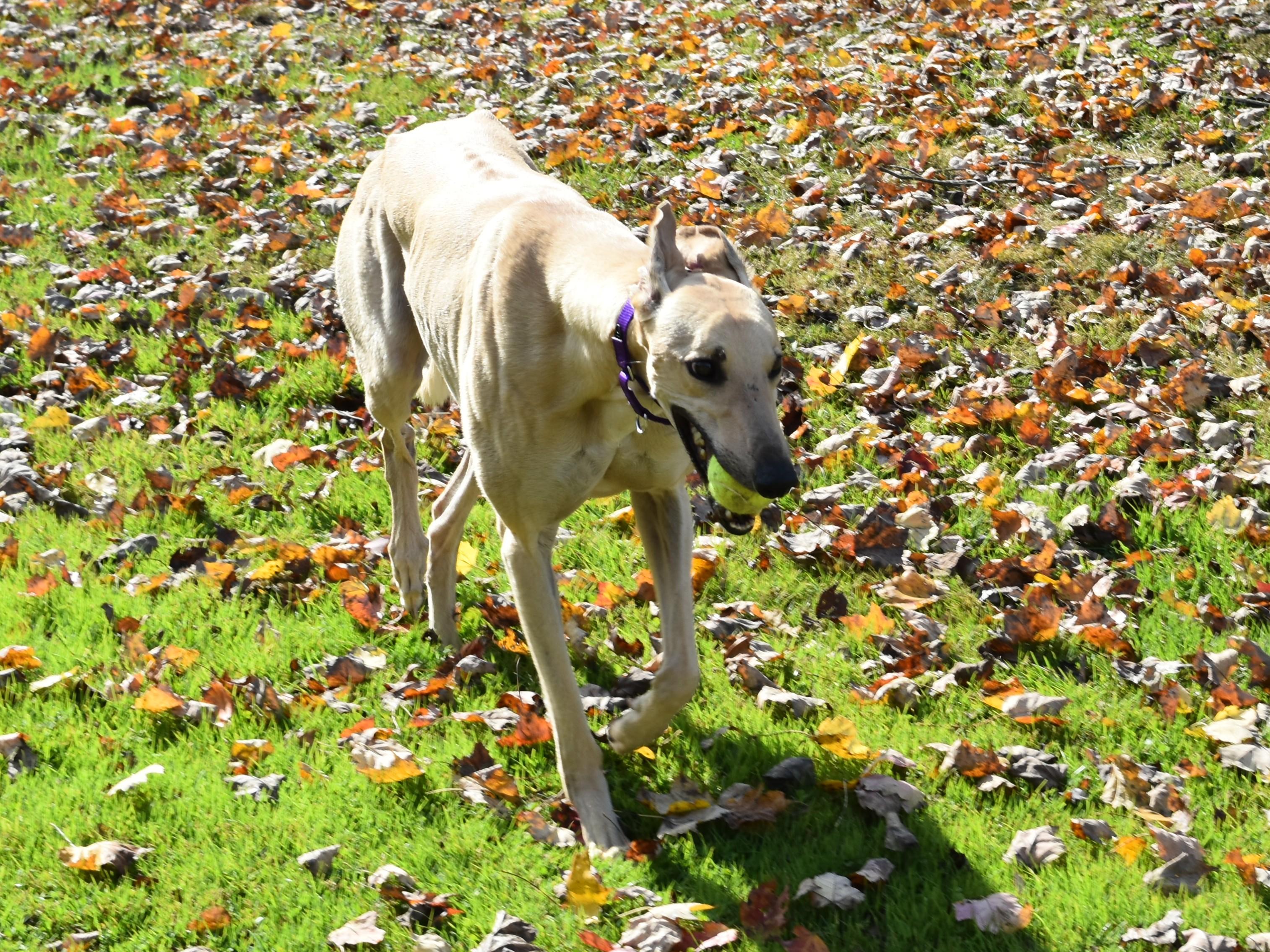 Anneken Gold "Anneken", an adopted Greyhound in Chagrin Falls, OH image 6/6