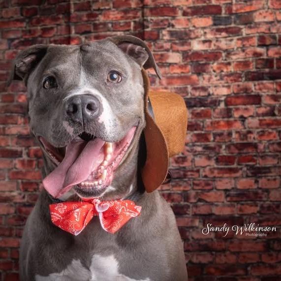 Enlarge Rock, a Adoptable mixed breed in Elwood, IN image 1/5