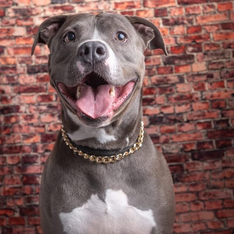 Enlarge Rock, a Adoptable mixed breed in Elwood, IN image 2/5
