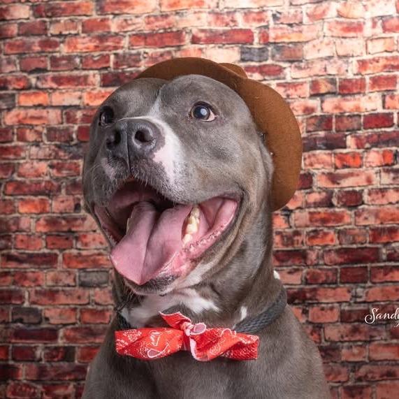 Enlarge Rock, a Adoptable mixed breed in Elwood, IN image 3/5