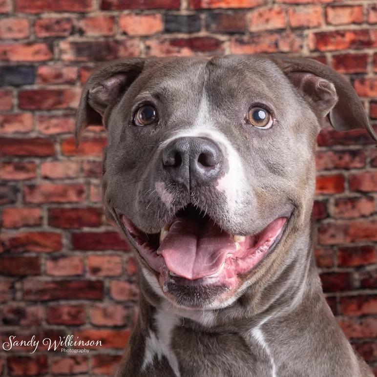 Enlarge Rock, a Adoptable mixed breed in Elwood, IN image 4/5