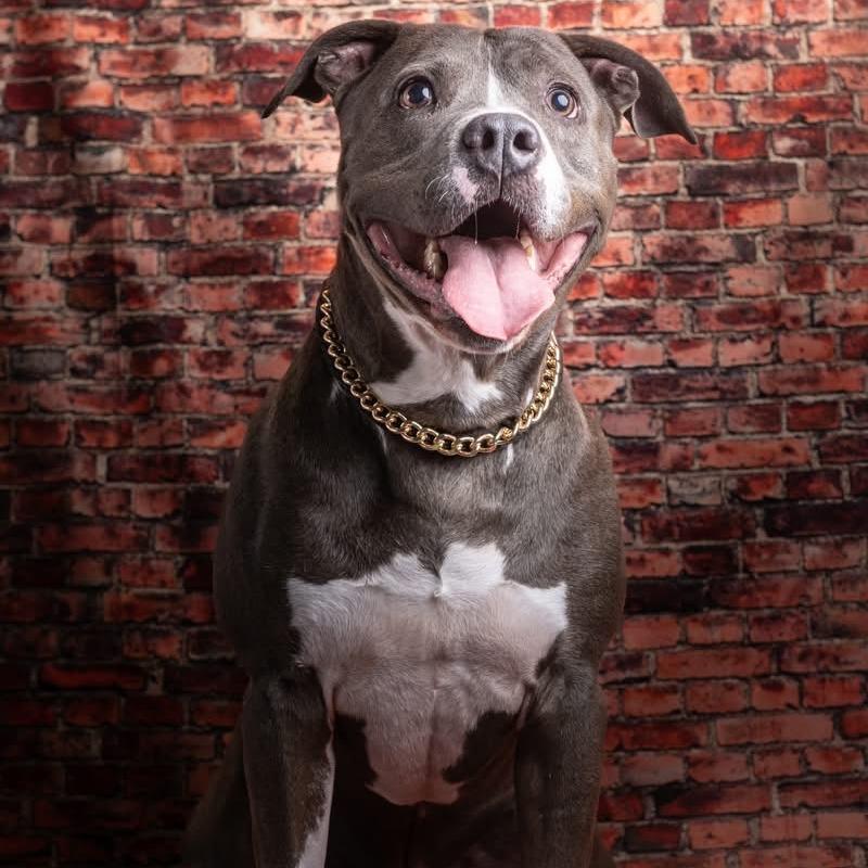 Enlarge Rock, a Adoptable mixed breed in Elwood, IN image 5/5
