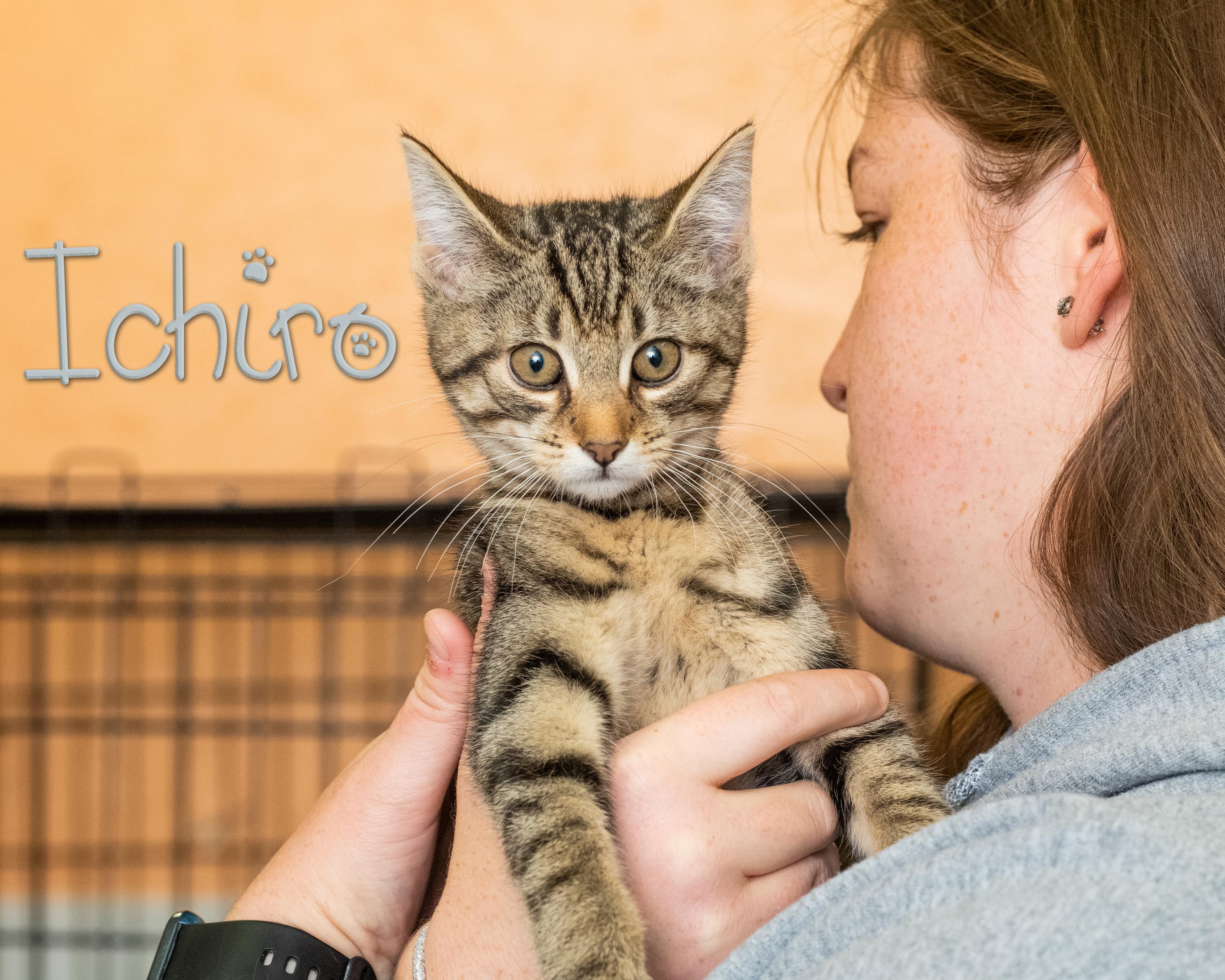 Ichiro, adopted, Kitten Male Domestic Short Hair.