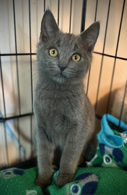 Enlarge Professor, a Adoptable Domestic Short Hair in Duxbury, MA image 1/3