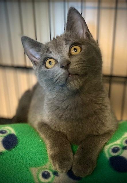 Enlarge Professor, a Adoptable Domestic Short Hair in Duxbury, MA image 2/3