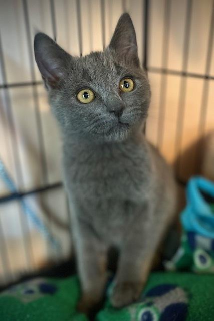 Enlarge Professor, a Adoptable Domestic Short Hair in Duxbury, MA image 3/3