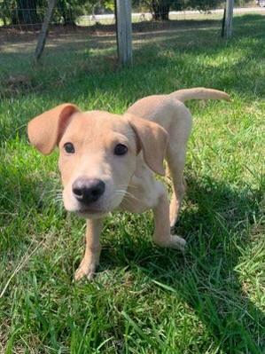 Kane, Adoptable, Puppy Male Hound.