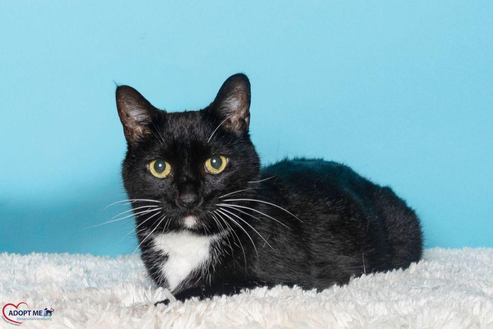 Juliet, Adoptable, Adult Female Domestic Short Hair.