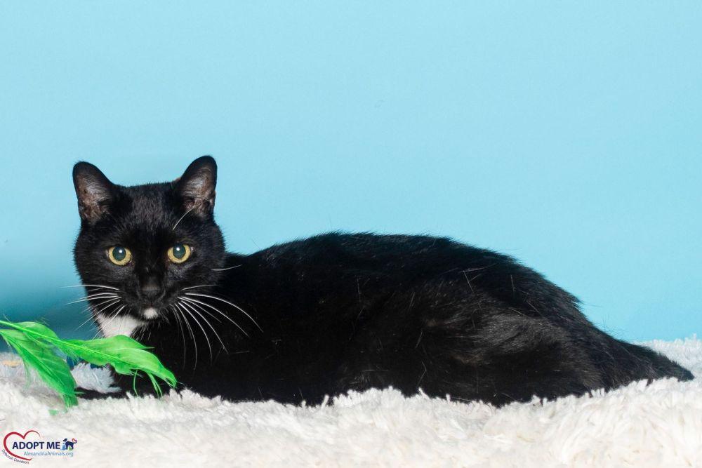Enlarge Juliet, a Adoptable Domestic Short Hair in Alexandria, VA image 2/3