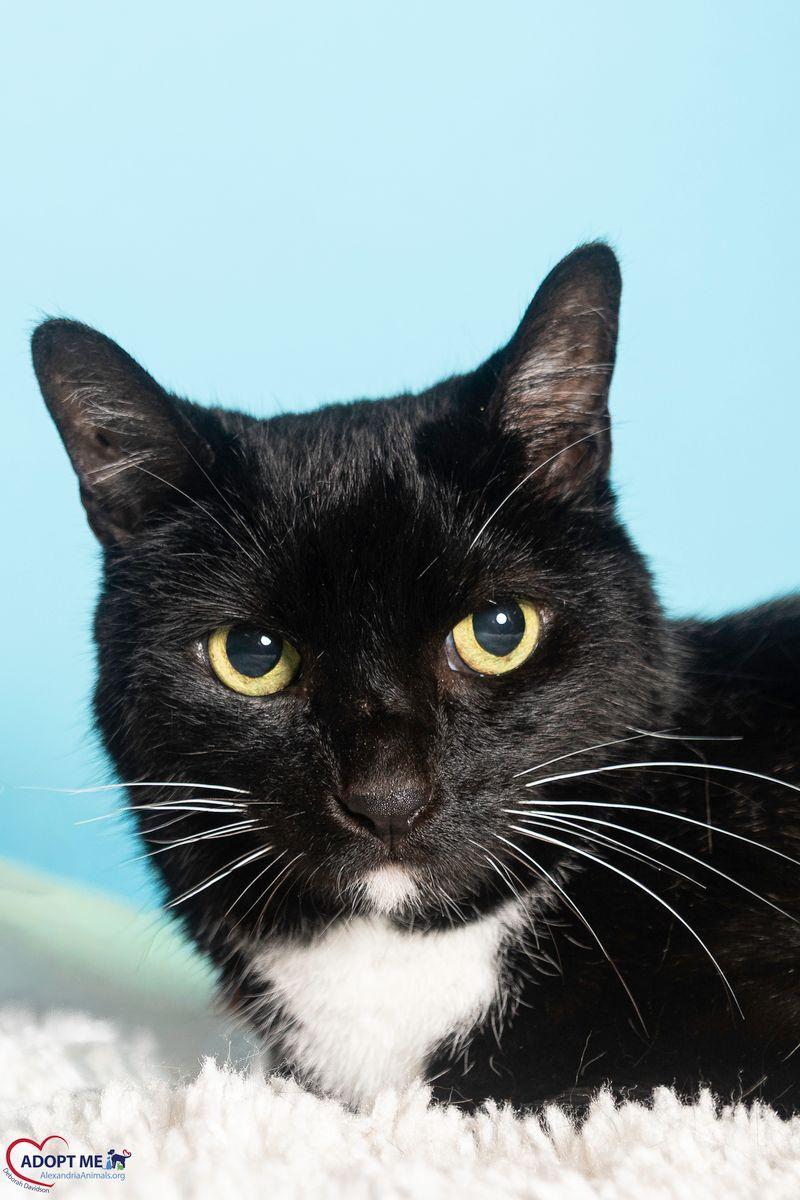 Enlarge Juliet, a Adoptable Domestic Short Hair in Alexandria, VA image 3/3