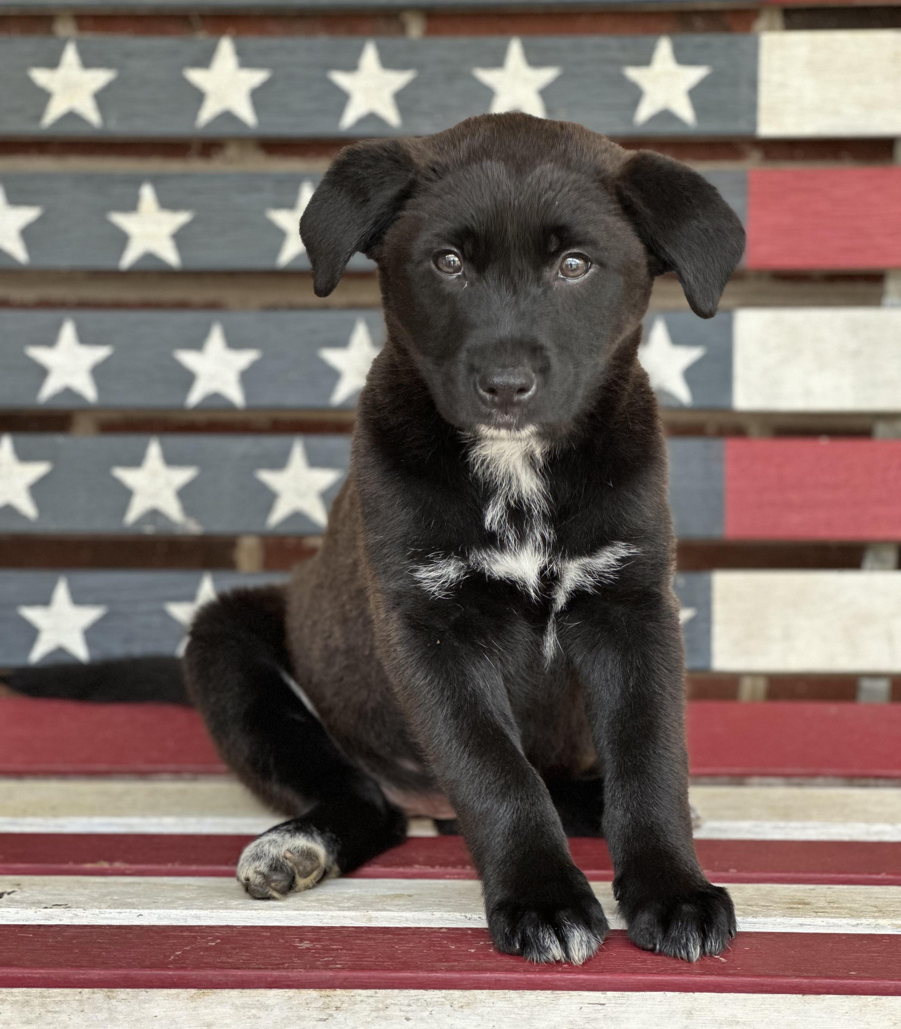 Maeve, adopted, Puppy Female Collie & Cattle Dog.