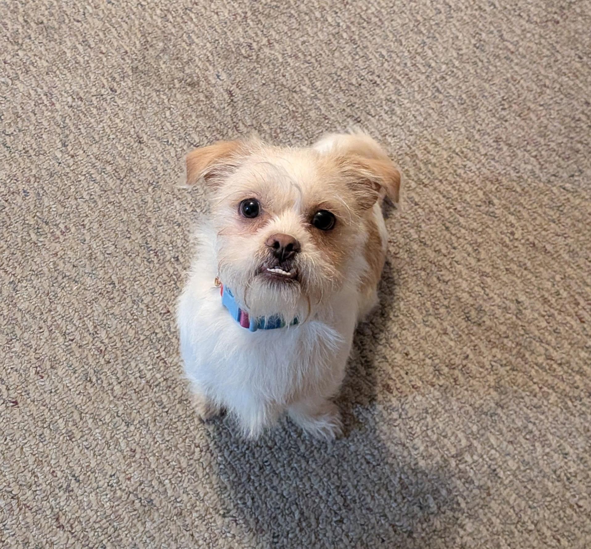 Enlarge Chester, a Adoptable mixed breed in Lansing, MI image 1/6