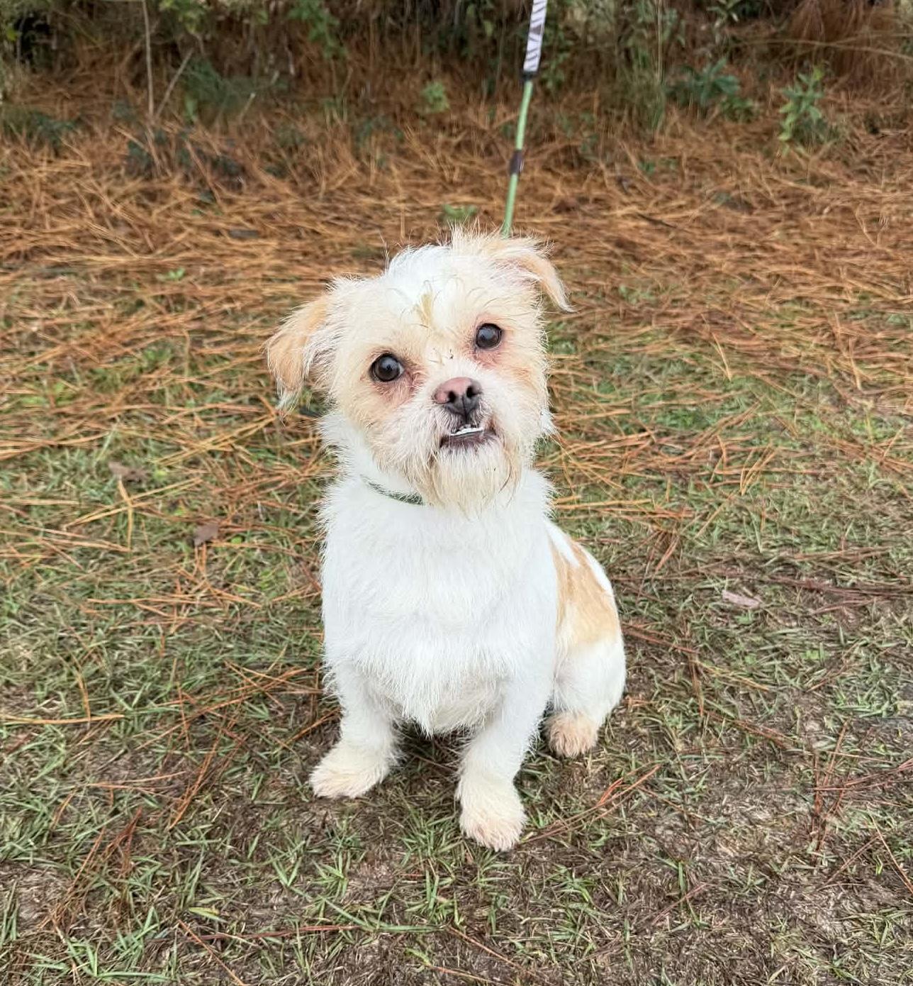 Enlarge Chester, a Adoptable mixed breed in Lansing, MI image 2/6